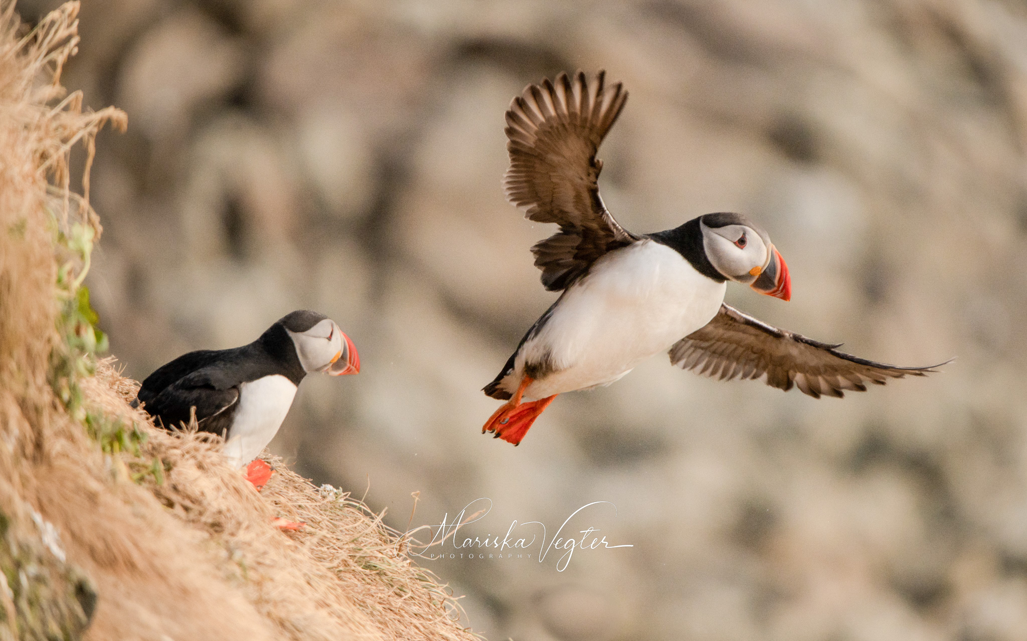 Puffin Paradise